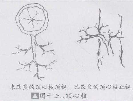 盆景优良枝的10个形态是什么