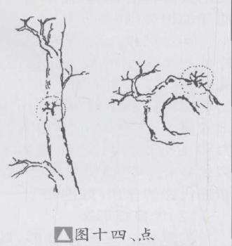 盆景优良枝的10个形态是什么