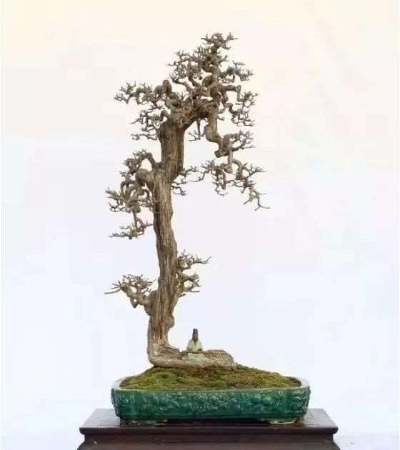 盆景枝条怎么枝脉越节的方法