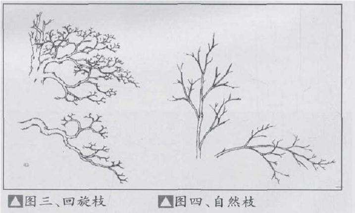 图解 盆景枝条的4个类型是哪些