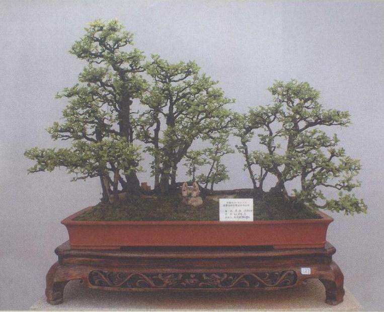 为什么岭南树桩盆景要讲究这5个原则