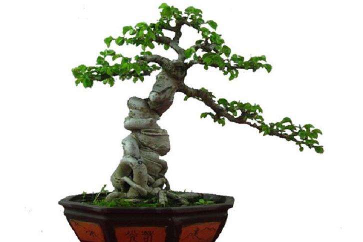 为什么岭南树桩盆景要讲究这5个原则