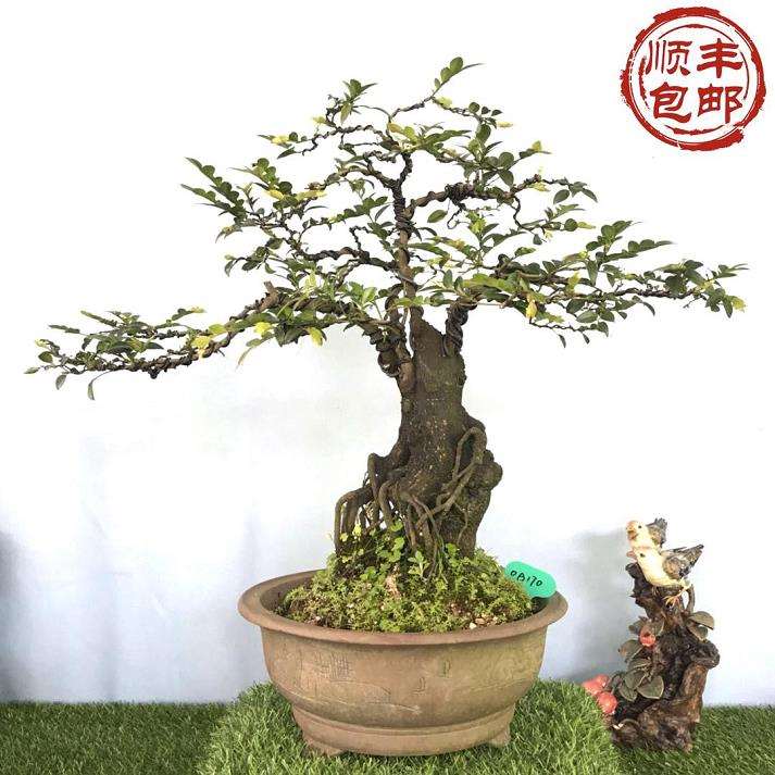 为什么岭南树桩盆景要讲究这5个原则