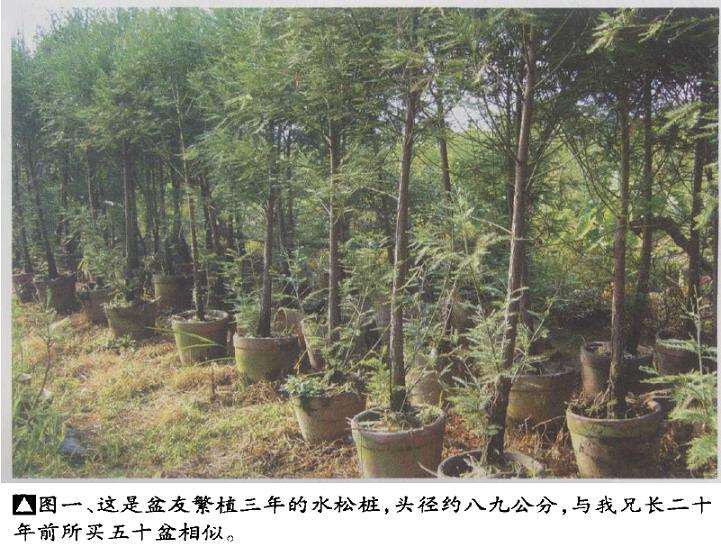 图解 为什么水松生长快 好培育盆景