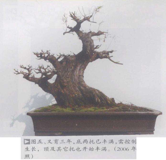 图解 为什么水松生长快 好培育盆景