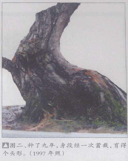 图解 为什么水松生长快 好培育盆景