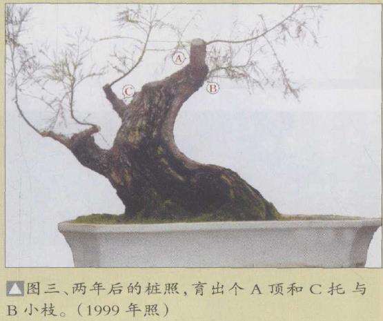 图解 为什么水松生长快 好培育盆景