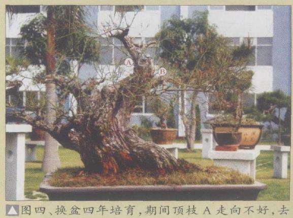 图解 为什么水松生长快 好培育盆景