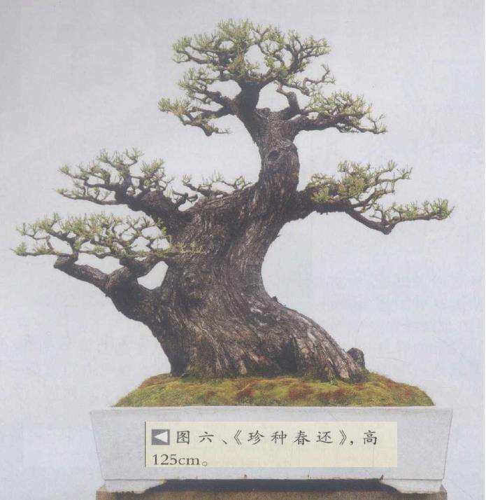 图解 为什么水松生长快 好培育盆景