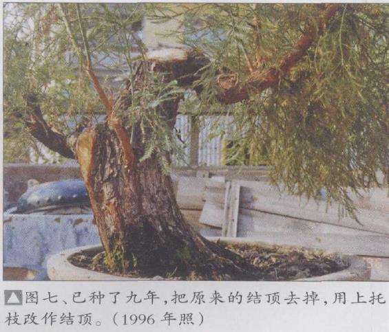 水松13年怎么制作盆景