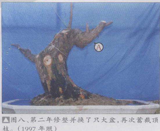 水松13年怎么制作盆景