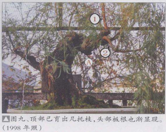 水松13年怎么制作盆景