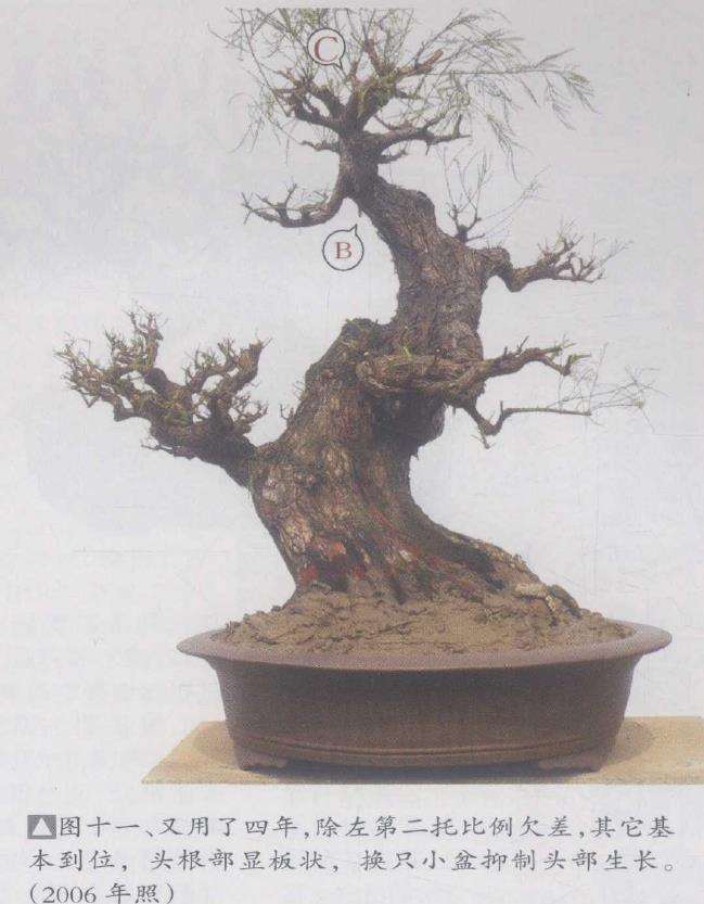 水松13年怎么制作盆景