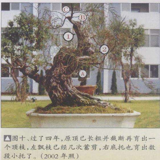 水松13年怎么制作盆景