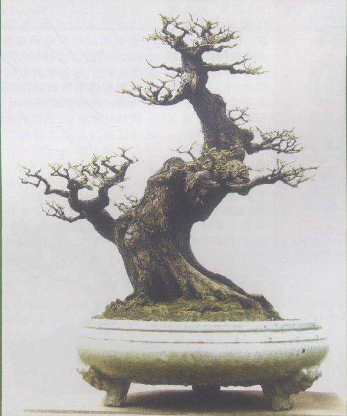 水松13年怎么制作盆景