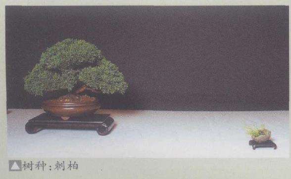 德国海德堡成立了欧洲盆景协会 图片