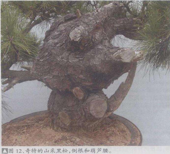 影响盆景素材质量的4个主观因素 图片