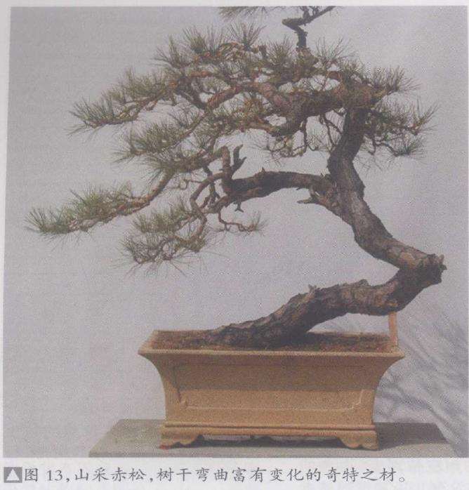 盆景山采素材的5个缺点是什么