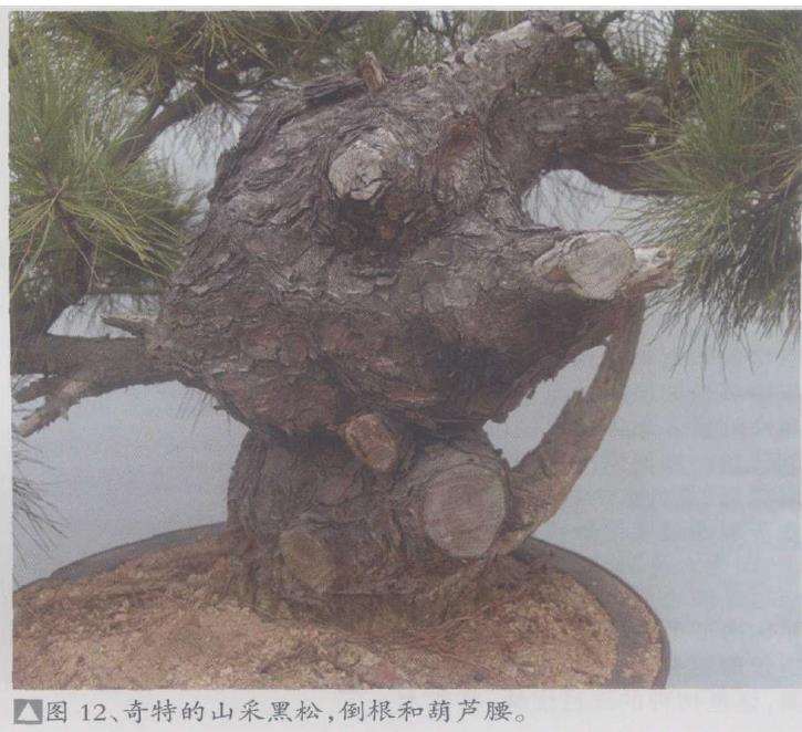 山采盆景素材的2个优点是什么