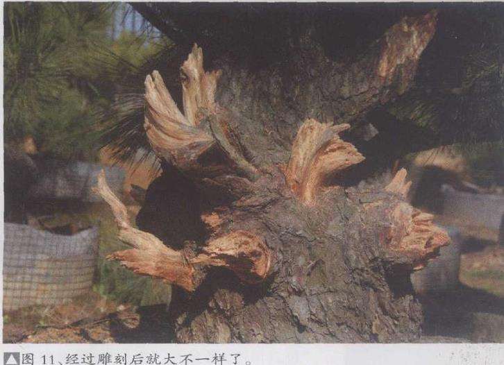 人工培养的盆景素材的4个优点是什么