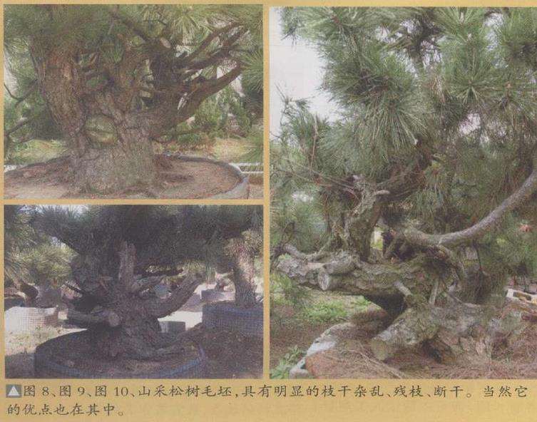 对盆景素材的2个基本条件要求 图片