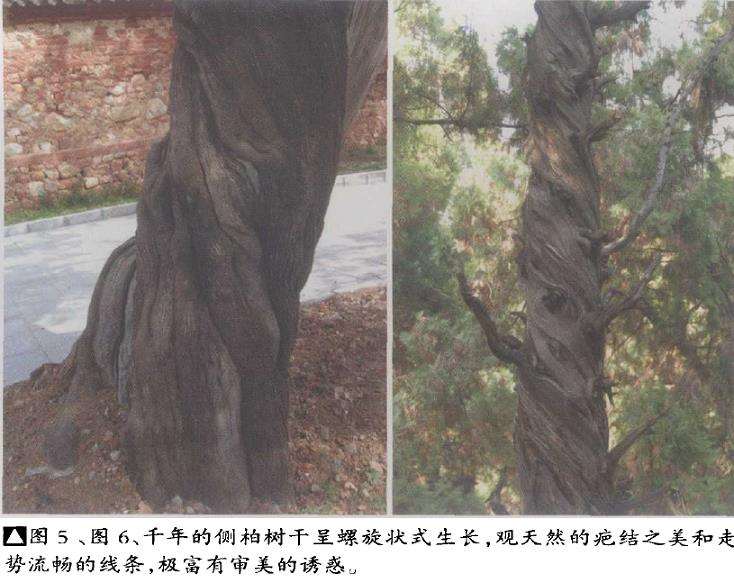 对盆景素材的2个基本条件要求 图片