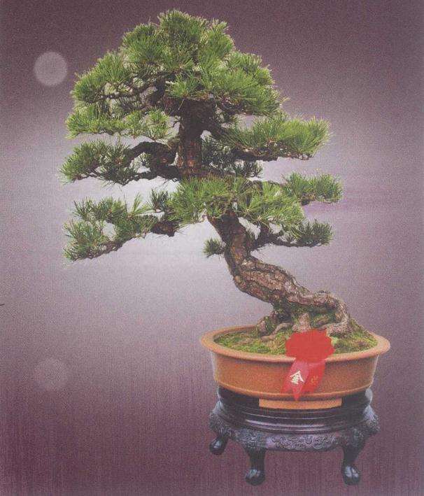 苏州杨贵生盆景遂苑园 图片