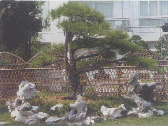 苏州杨贵生盆景遂苑园 图片