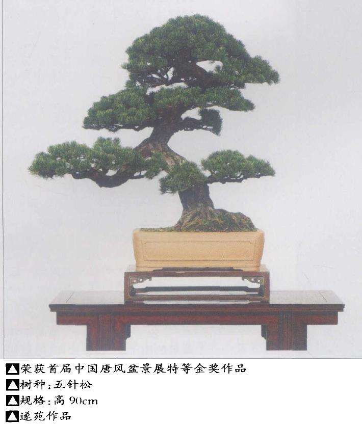 苏州杨贵生盆景遂苑园 图片