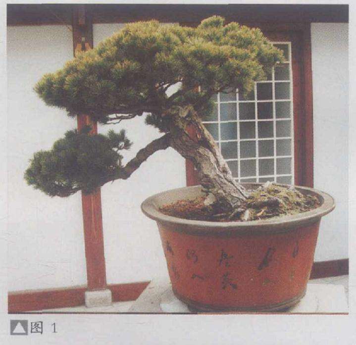 图解 五针松盆景怎么利用干枝的5个方法