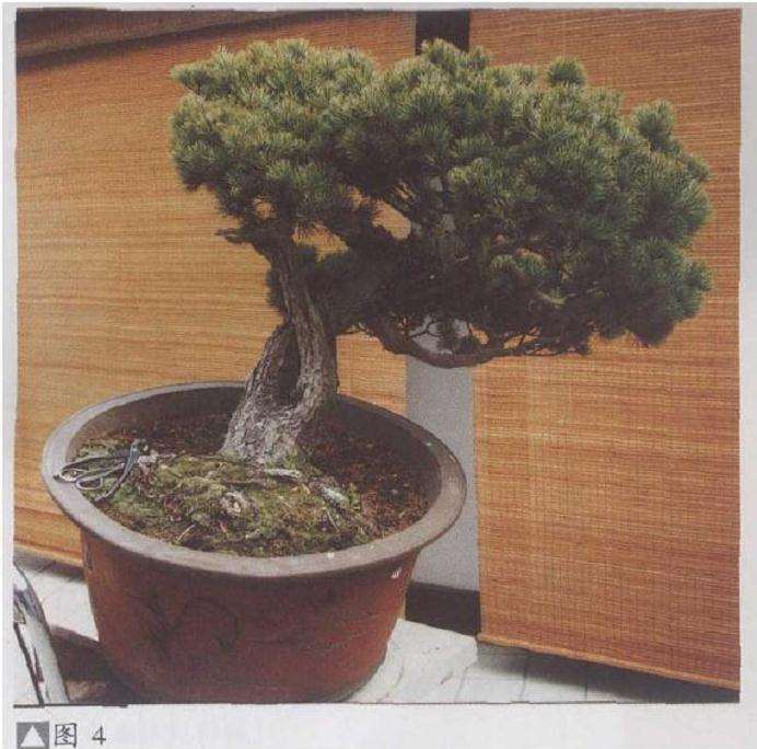 图解 五针松盆景怎么利用干枝的5个方法