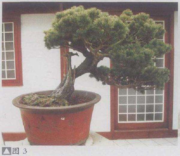 图解 五针松盆景怎么利用干枝的5个方法