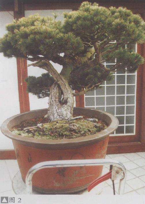 图解 五针松盆景怎么利用干枝的5个方法