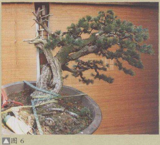 图解 五针松盆景怎么利用干枝的5个方法