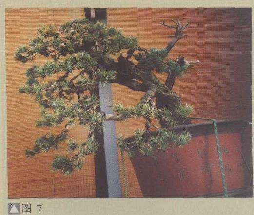 图解 五针松盆景怎么利用干枝的5个方法