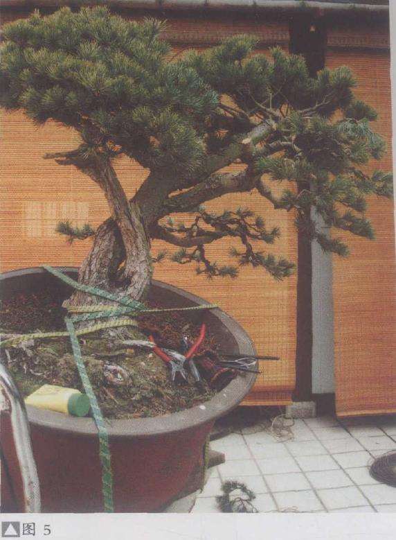 图解 五针松盆景怎么利用干枝的5个方法