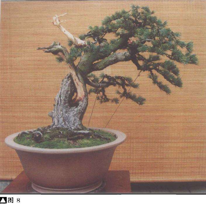 图解 五针松盆景怎么利用干枝的5个方法