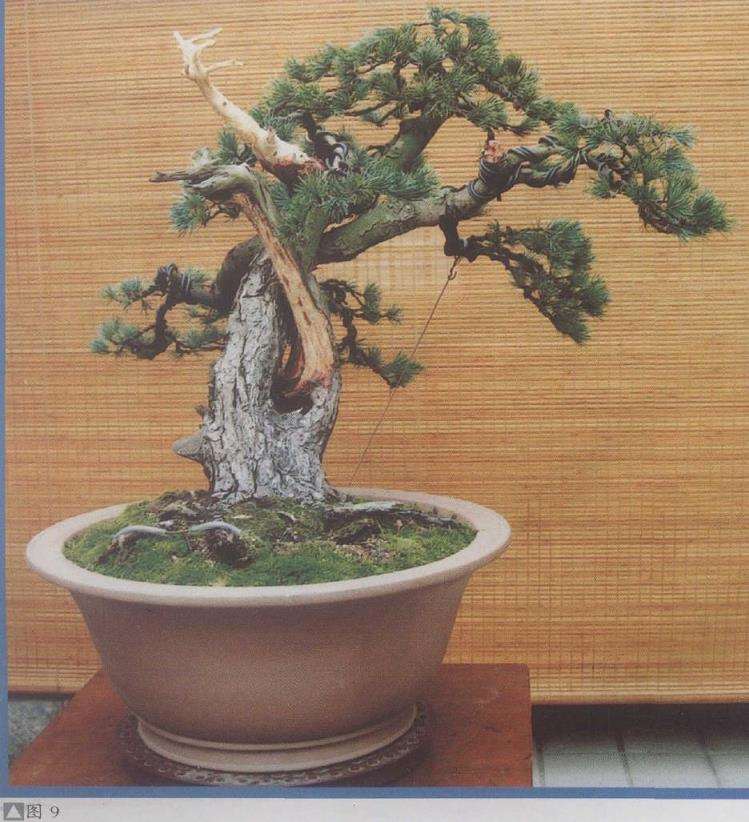 图解 五针松盆景怎么利用干枝的5个方法