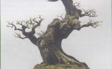 一个亿万富翁 却钟情于盆景事业