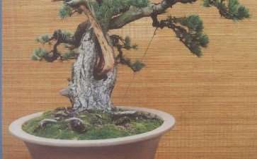 盆景杂志增加赏石大家的人物报道