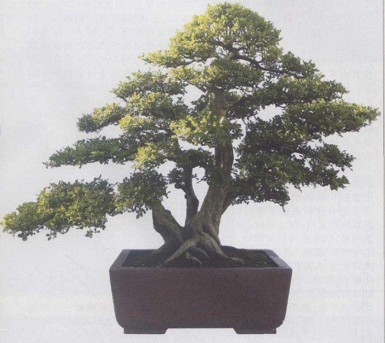 为什么国际上所广泛认可日本盆景