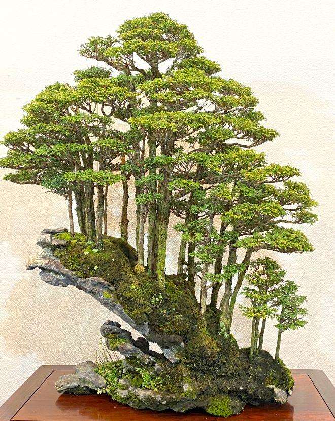 为什么国际上所广泛认可日本盆景