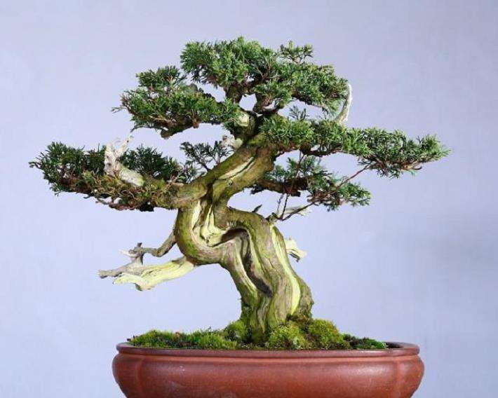 为什么国际上所广泛认可日本盆景