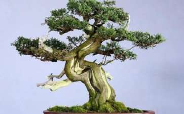 为什么国际上所广泛认可日本盆景