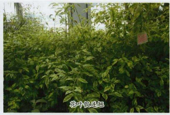 假连翘和真连翘有什么区别