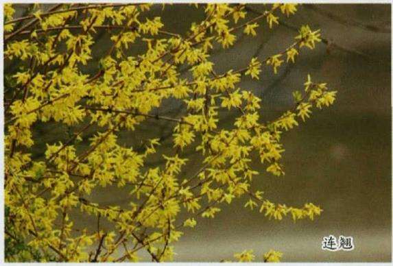 假连翘和真连翘有什么区别