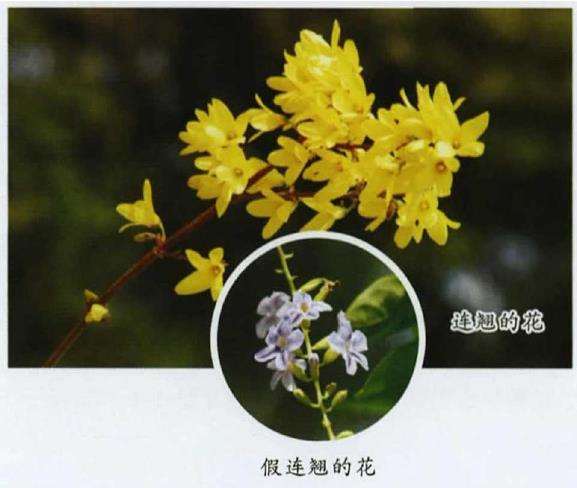 假连翘和真连翘有什么区别