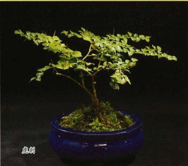 假虎刺和真虎刺有什么区别