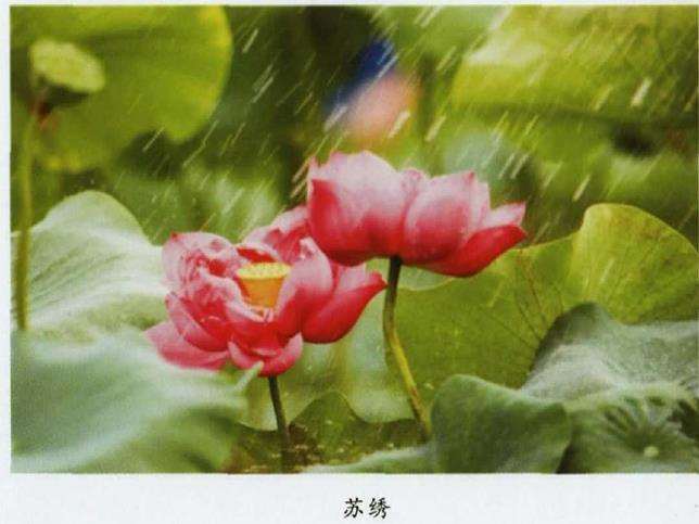 第32届贵港荷花展