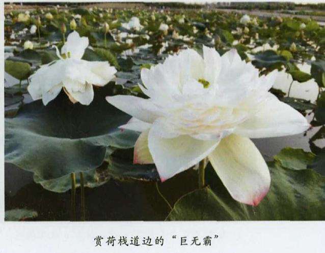 第32届贵港荷花展